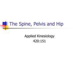 Presentation 3: The Spine, Hip and Pelvic Girdle