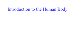 Unit 1 Introduction to the Human Body