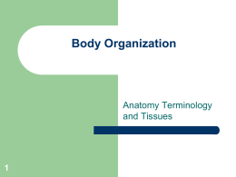 Body Organization PPT