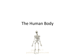 Intro to the Human Body