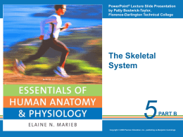 Chapter 5 Skeletal System Part B