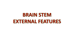 Lecture 7- Brain stem-External Features