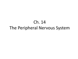 Ch. 14 The Peripheral Nervous System