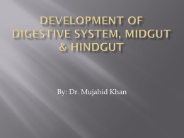 7.Development of mid..