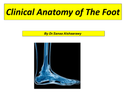 Clinical Anatomy of the Foot2014+++