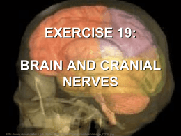 exercise 19: brain and cranial nerves