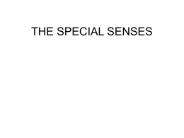 THE SPECIAL SENSES