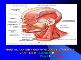 gross anatomy of the muscular system # 1