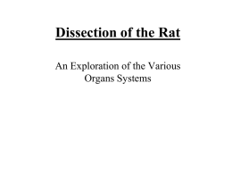Dissection of the Rat