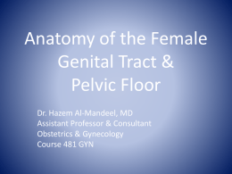 Anatomy of the Female Genital Tract & Pelvic Floor
