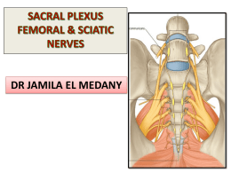 Lecture 6- sacral plexus femoral and sciatic nerves