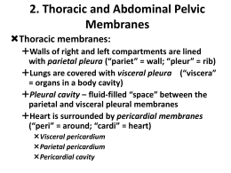 2. Thoracic and Abdominal Pelvic Membranes
