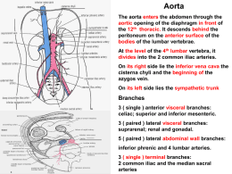 31-Aorta& IVC