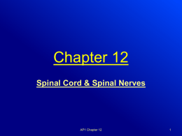 spinal nerves - Coastal Bend College