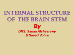 6-Internal Structures of Brainstem2015-08