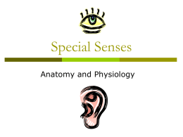 Chapter 8 Notes Senses