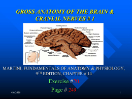 gross anatomy of the brain & cranial nerves