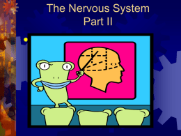 The Nervous System Part II