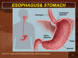 L1-Esophagus and stomach2014-11
