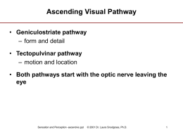 Ascending Visual Pathway