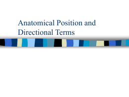 Anatomical Position and Directional Terms