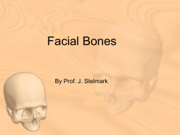Lecture # 8 Facial Bones