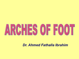 27.arches of foot2008-06