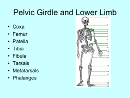 Pelvic Girdle and Lower Limb