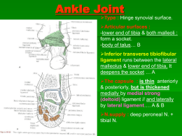 47-arches+venous&lymphatics (Updated 31 May)