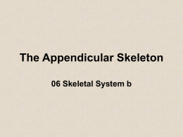 The Appendicular Skeleton