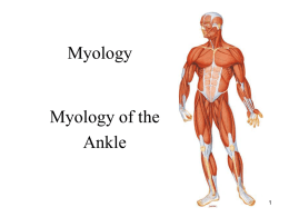 Muscles of the Ankle