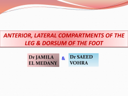 Front & Lateral Compartment of the leg Dorsum of the foot