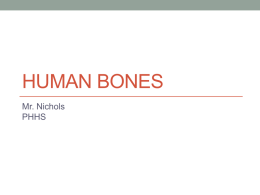 Human Bones