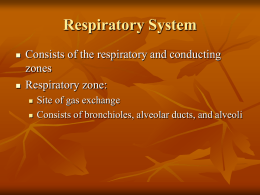 Respiratory System Part A