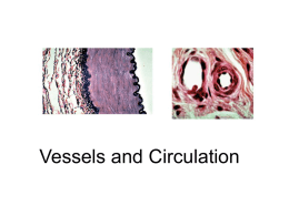 Lecture 19 - Vessels and Circulation