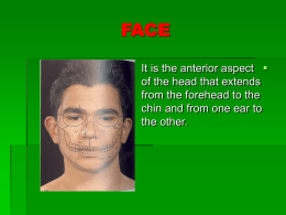04-face, nasal cavity and palate2008-03