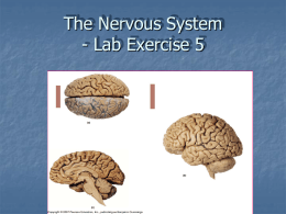 The Nervous System Chapter 8