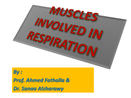 3-Muscles involved in Respiration
