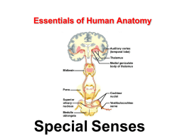 Essentials of Human Anatomy Special Senses Special Senses
