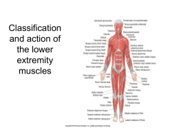 19. Classification and action of the lower extremity muscles
