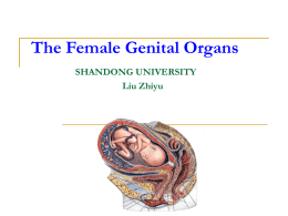 Internal genital organs