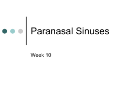 Paranasal Sinuses - El Camino College