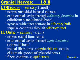 cranial nerves ppt