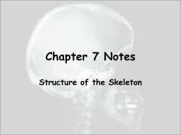 Structure of the Skeleton PPT