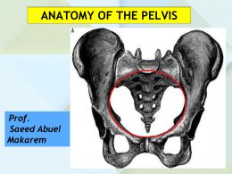 L2-Pelvic walls, joints, vessels & nerves[1].