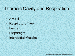 Thoracic Cavity and Respiration