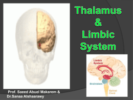 18-Thalamus & Limbic System 2015
