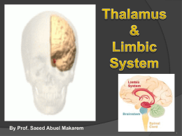 L20-Thalamus & Limbic System