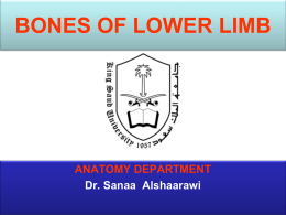 Lecture 1 -Bones of Lower Limb