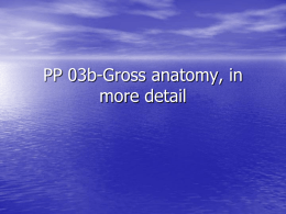 SPHS 4050, Neurological bases, PP 03b
